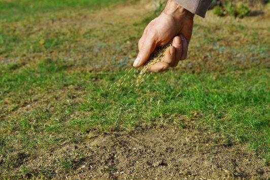 Aeration and Overseeding