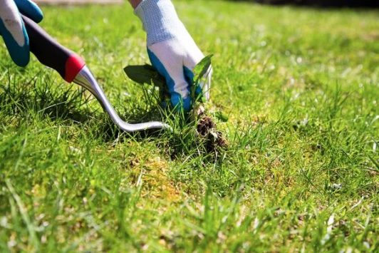 Weeding Control
